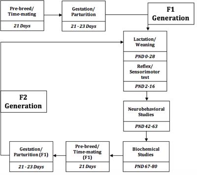 Neurodevelopment and Cognitive Impairment in Parents and Progeny of Perinatal Dietary Protein Deficiency Models